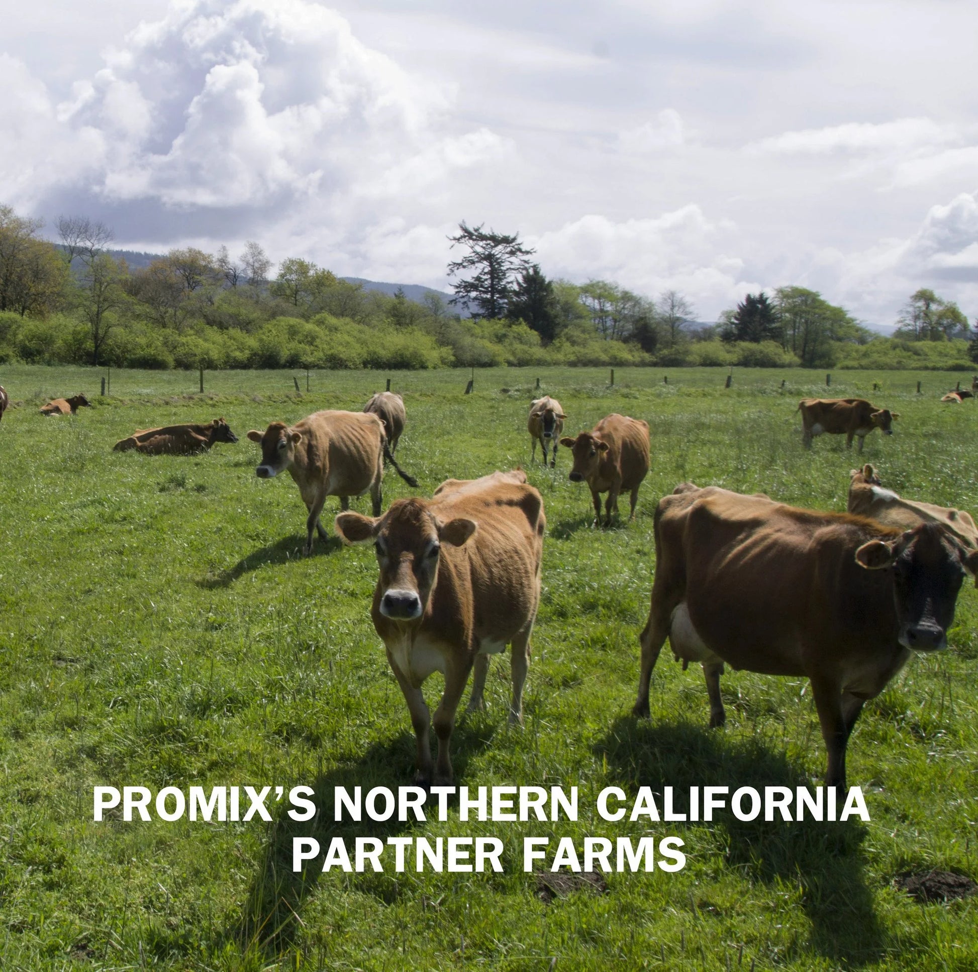 Vanilla Whey Protein Powder